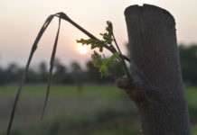 Mr & Mrs farmers – jak stuknęło nam 5 miesięcy na wsi indian village Tamil NAdu
