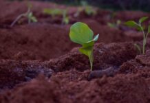 Into the wild – czyli krótka historia rocznego życia na indyjskiej wsi
